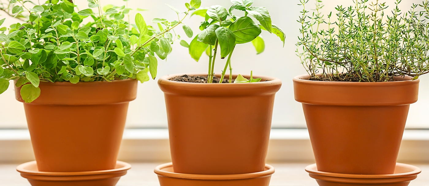 Comment démarrer un jardin de fines herbes intérieur