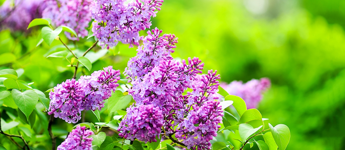 Beautiful healthy lilac in three steps