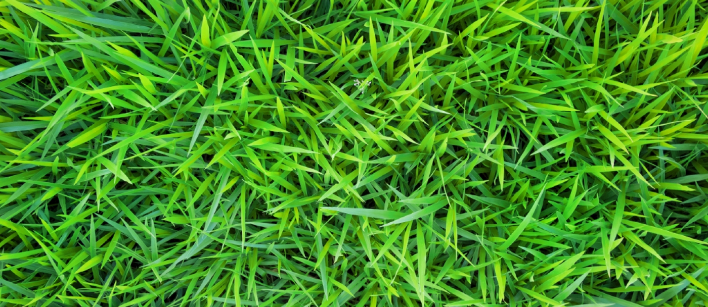 Debunking Lawn Myths