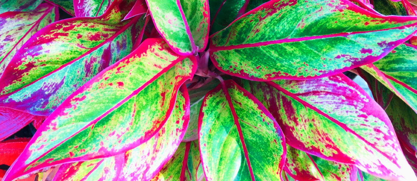 5 indoor plants that grow without sunlight