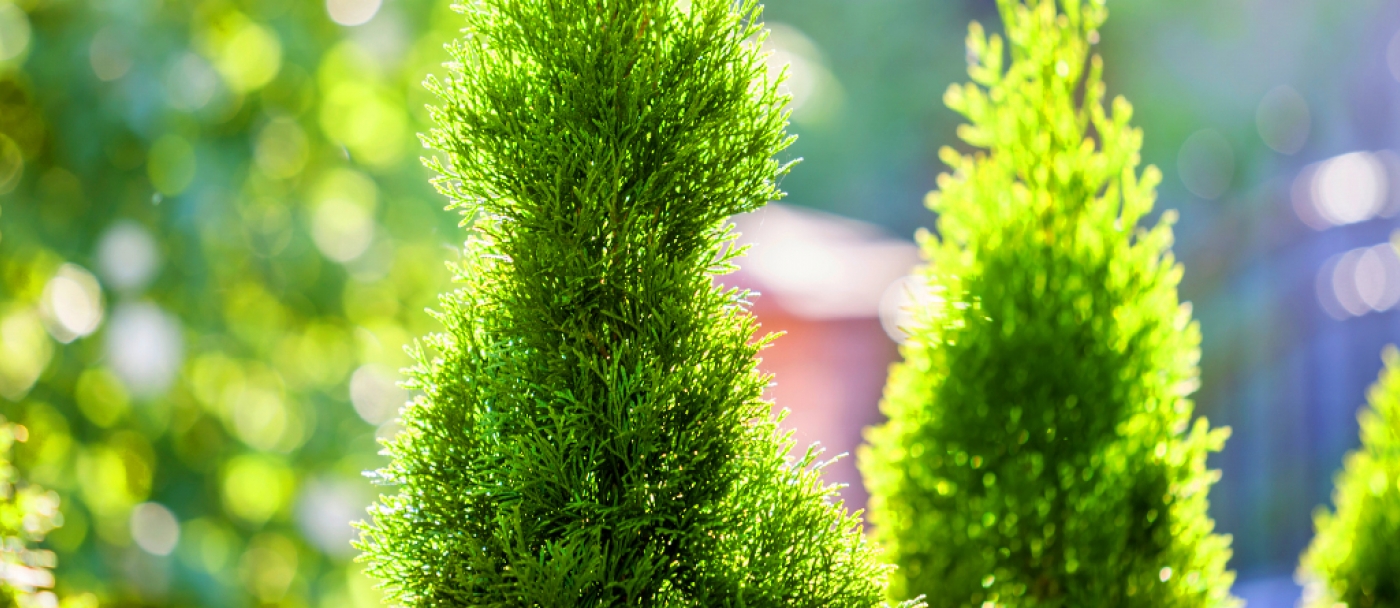 How to care for cedar hedges in Canada