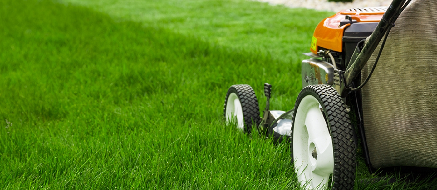 How to have a healthy lawn in three steps
