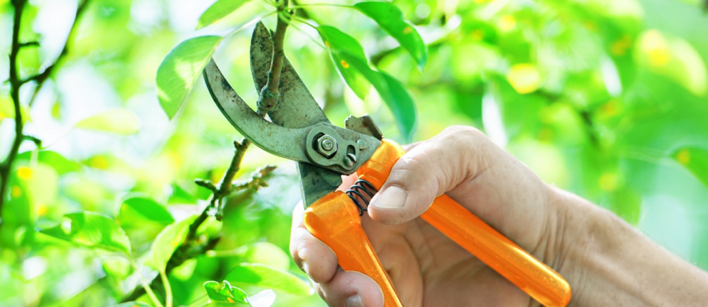 How to prune your fruit trees