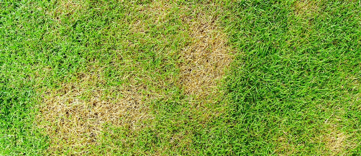 How to repair or fix patchy lawn