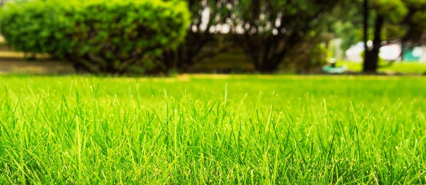Tips on controlling pests in your lawn