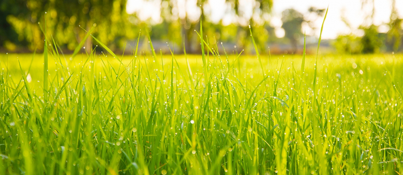 Why should I overseed my lawn