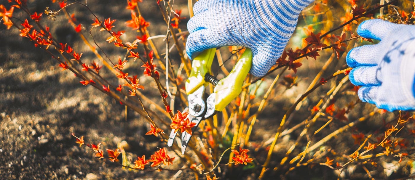 La fin de l'hiver ou le début du printemps est un excellent moment pour rafraîchir les plantes en les élaguant 