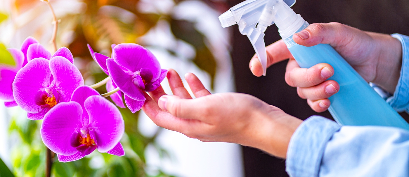 Orchids: Easier to Care for Than You Think