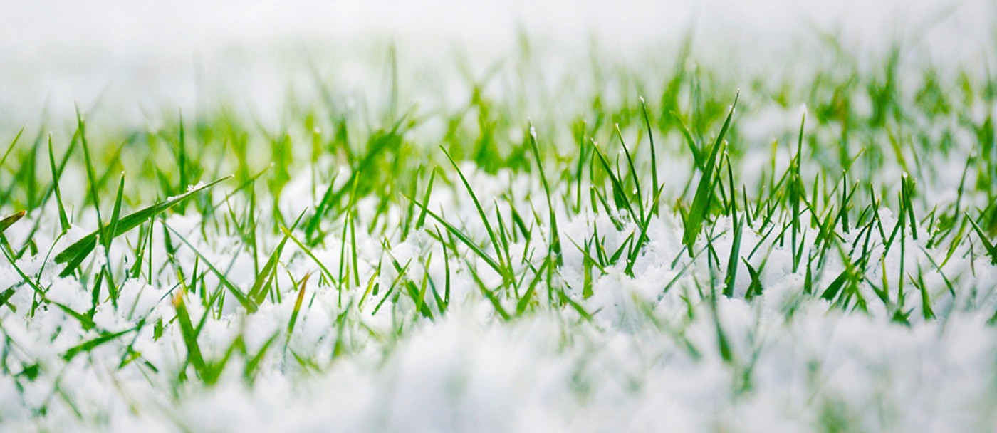 Caring for lawns in winter