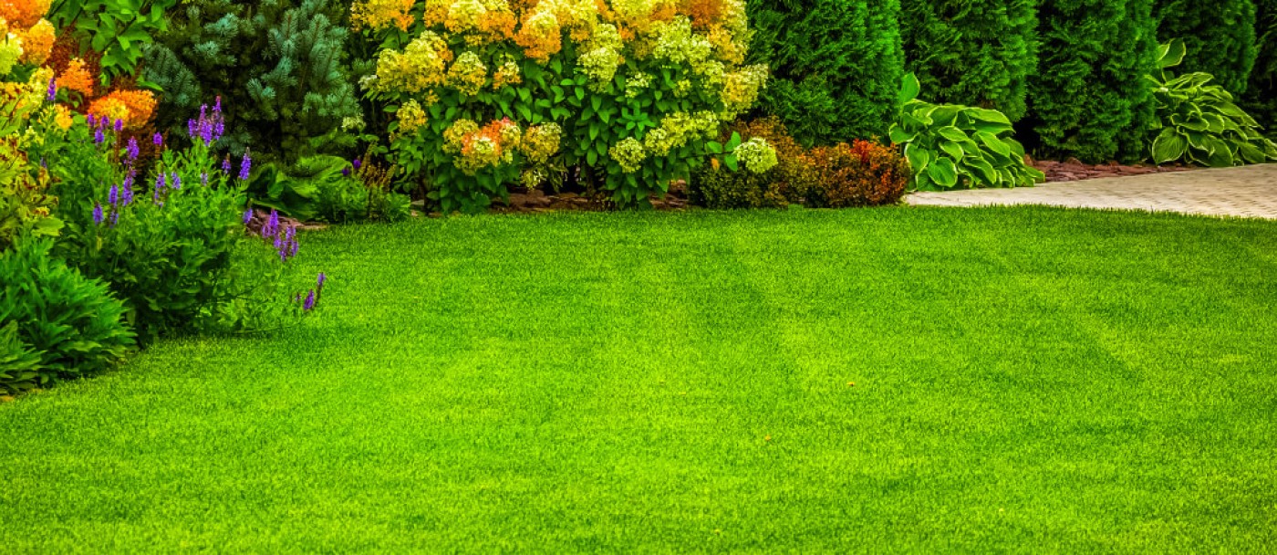 Beautiful suburban garden with manicured lawn surrounded by colorful flowering shrubs in the garden.