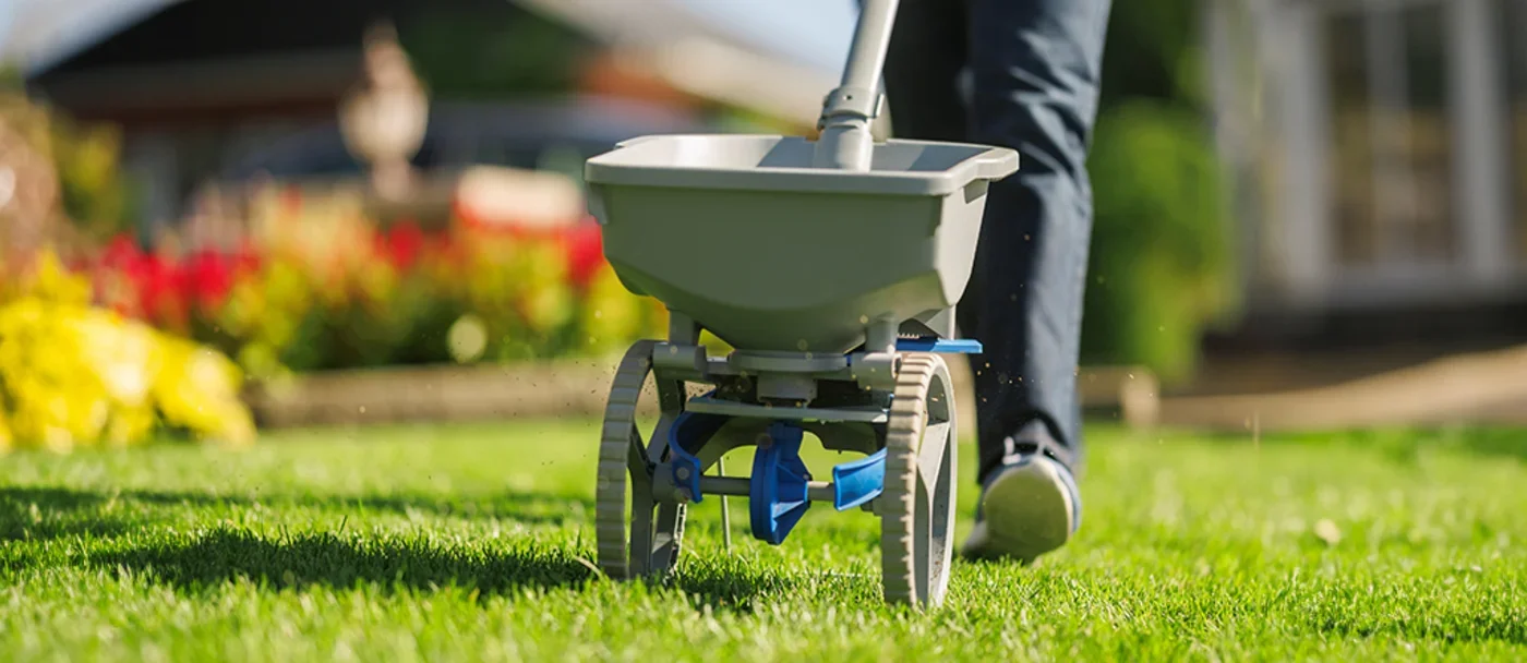 Propriétaire qui fait un semis de pelouse à l’automne, ajout de de semences pour réparer une pelouse clairsemée.