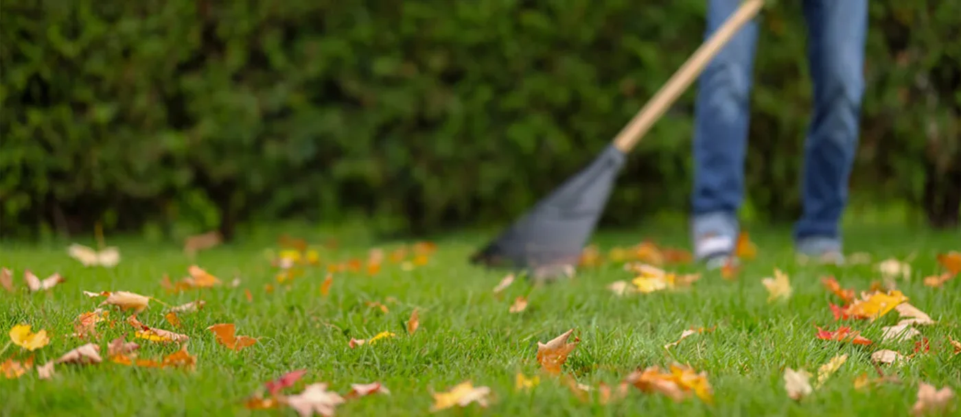 Un homme râcle la pelouse dans le cadre de l'entretien du gazon à l'automne.