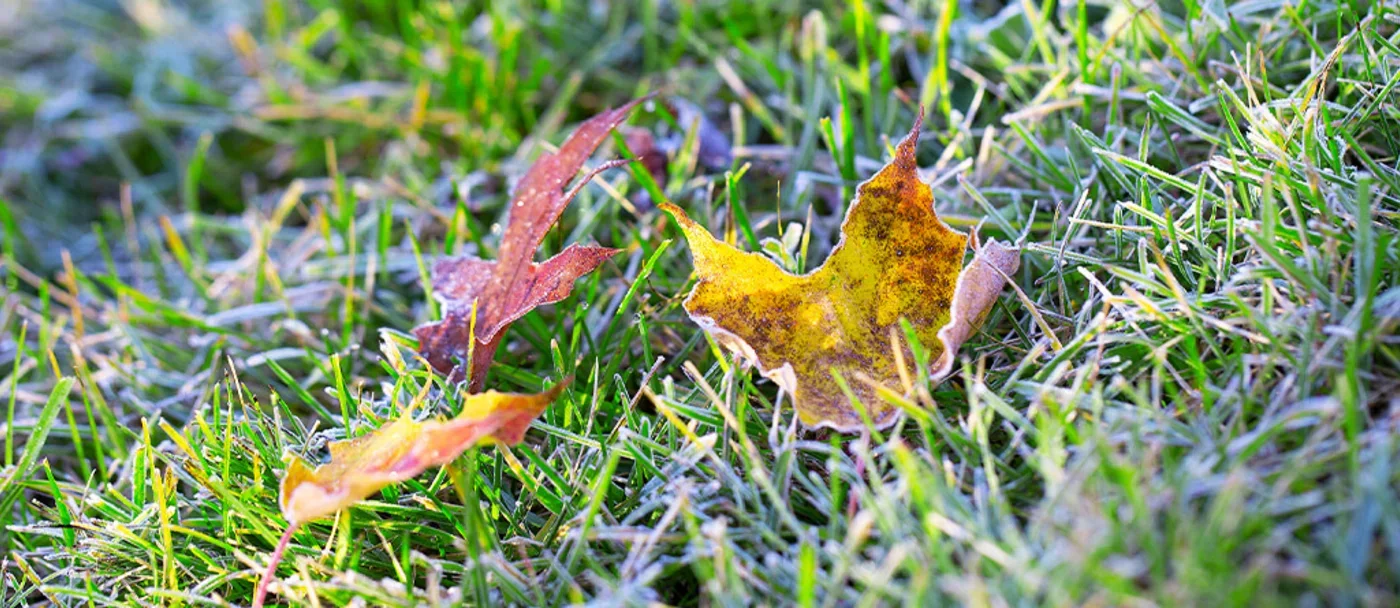 Frozen colored leaves in frosty lawn, first morning of ground frost. 