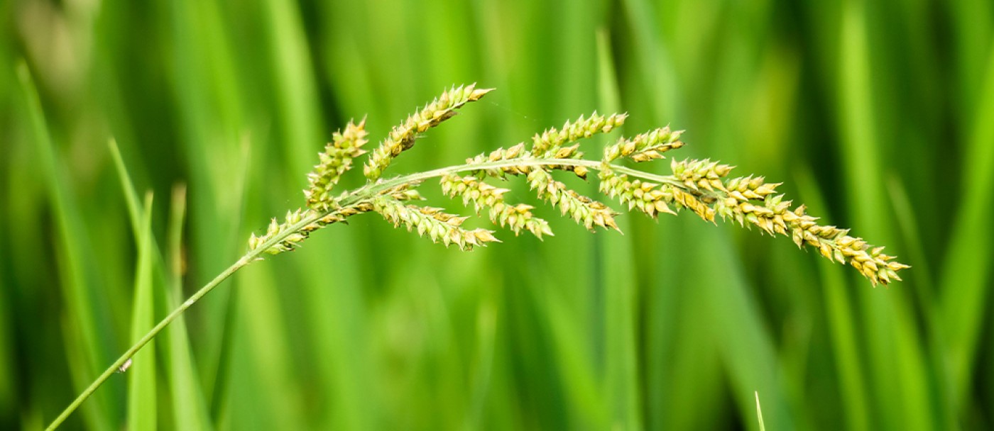 les mauvaises herbes qui ressemblent à des graminées à gazon