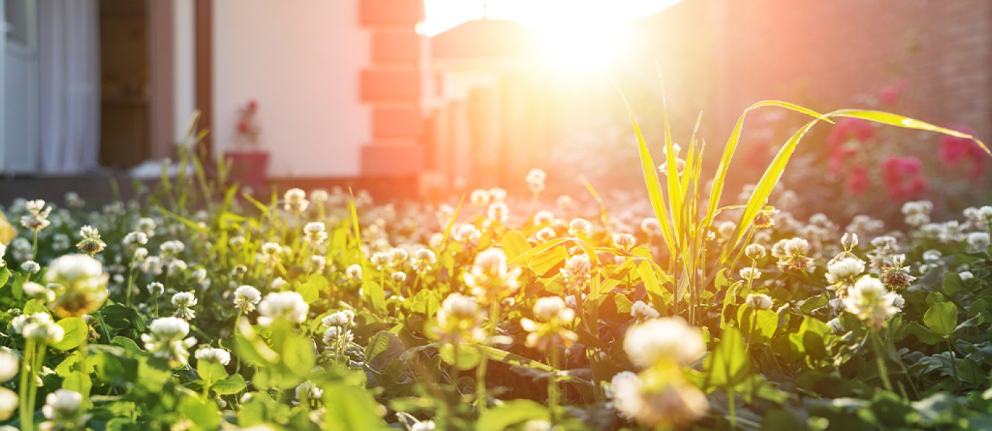 cil-how-to-revive-lawn-01