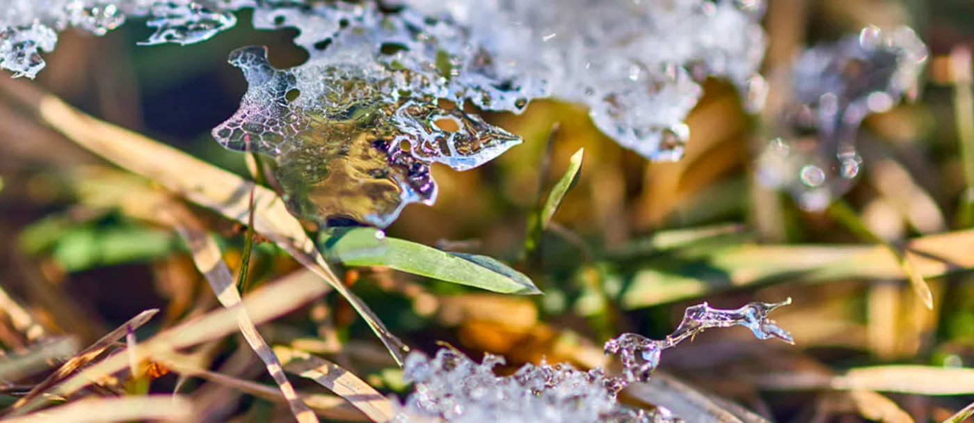 c-i-l-snow-mold-allergies-01